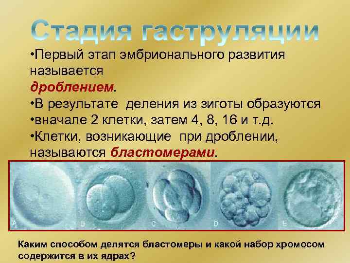  • Первый этап эмбрионального развития называется дроблением. • В результате деления из зиготы