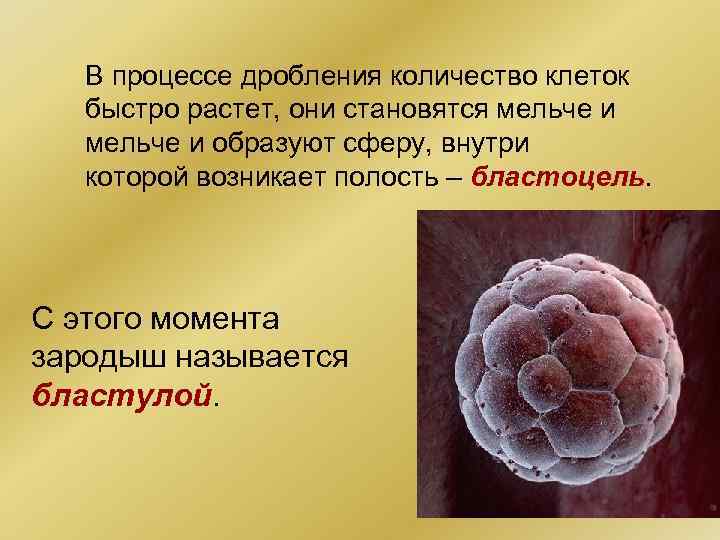 В процессе дробления количество клеток быстро растет, они становятся мельче и образуют сферу, внутри