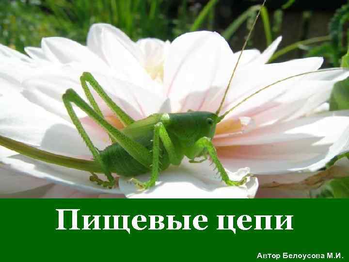 Пищевые цепи Автор Белоусова М. И. 