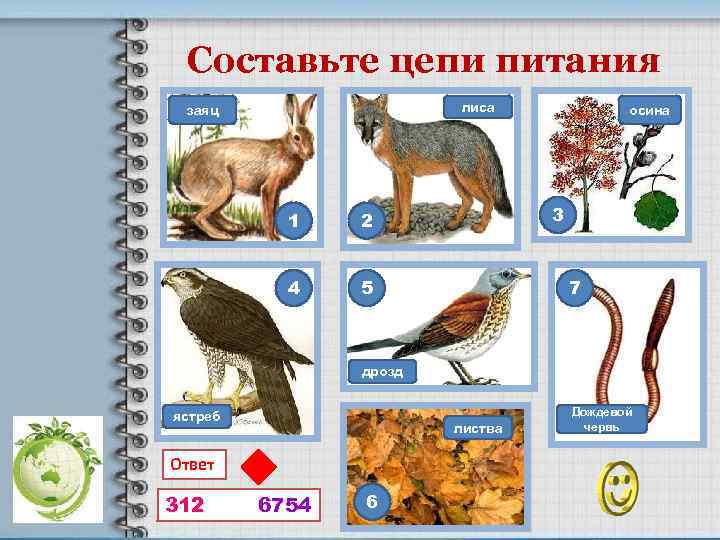 Составьте цепи питания лиса заяц 1 3 2 4 осина 5 7 дрозд ястреб