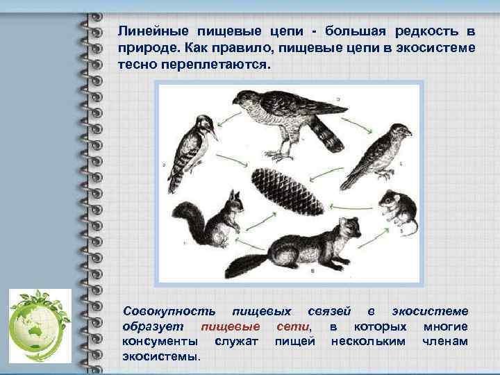 Линейные пищевые цепи - большая редкость в природе. Как правило, пищевые цепи в экосистеме