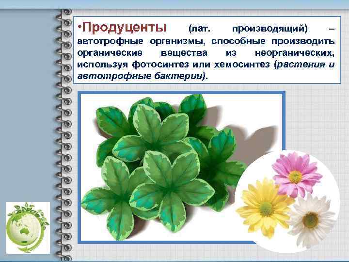  • Продуценты (лат. производящий) – автотрофные организмы, способные производить органические вещества из неорганических,