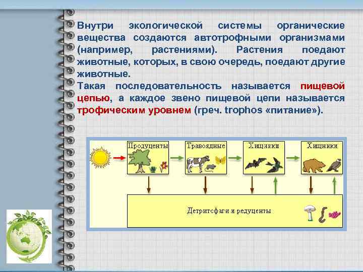 Внутри экологической системы органические вещества создаются автотрофными организмами (например, растениями). Растения поедают животные, которых,