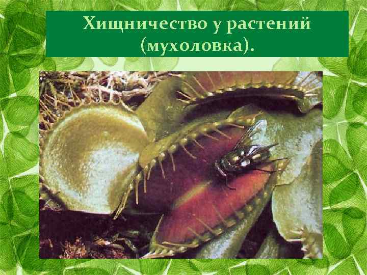 Хищничество у растений (мухоловка). 