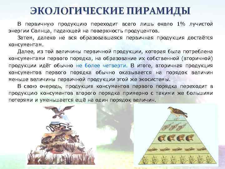 ЭКОЛОГИЧЕСКИЕ ПИРАМИДЫ В первичную продукцию переходит всего лишь около 1% лучистой энергии Солнца, падающей