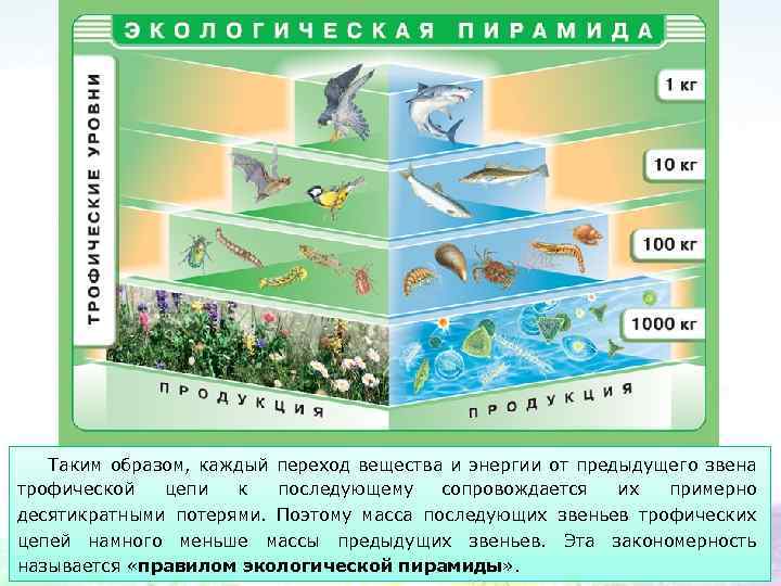 Таким образом, каждый переход вещества и энергии от предыдущего звена трофической цепи к последующему