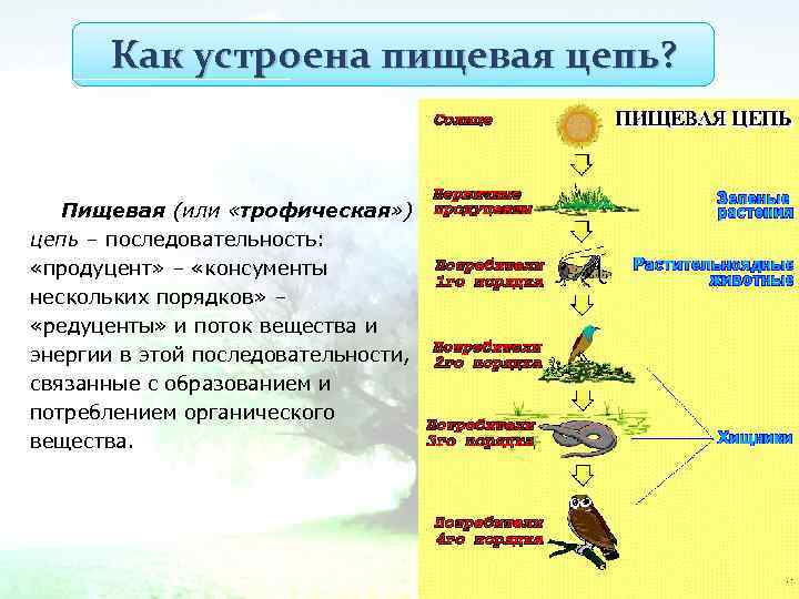 Как устроена пищевая цепь? Пищевая (или «трофическая» ) цепь – последовательность: «продуцент» – «консументы