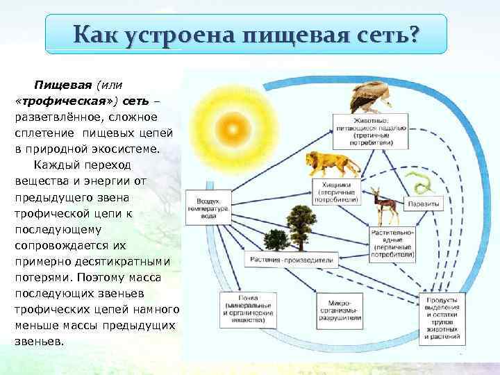Как устроена пищевая сеть? Пищевая (или «трофическая» ) сеть – разветвлённое, сложное сплетение пищевых