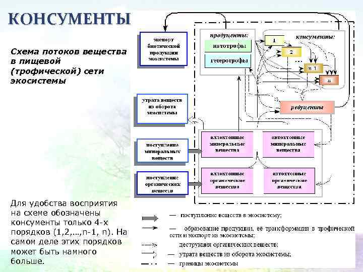 КОНСУМЕНТЫ Схема потоков вещества в пищевой (трофической) сети экосистемы Для удобства восприятия на схеме