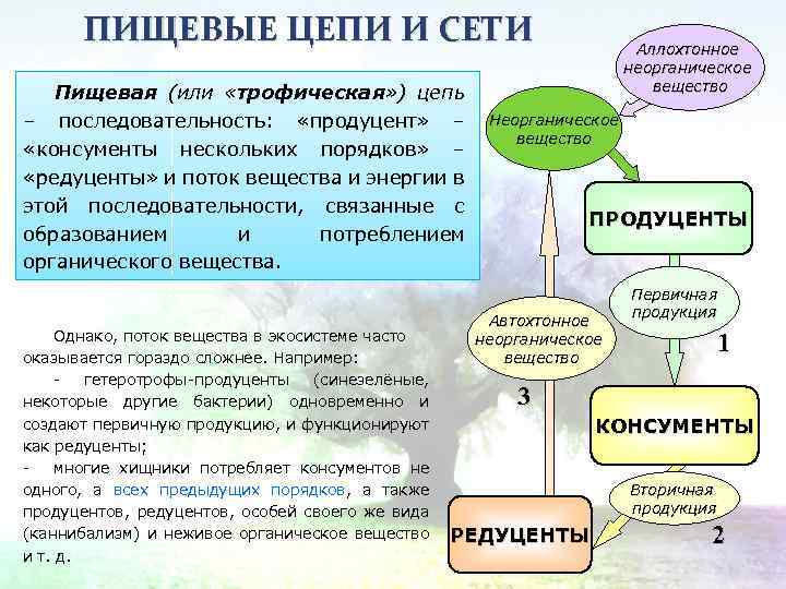 ПИЩЕВЫЕ ЦЕПИ И СЕТИ Пищевая (или «трофическая» ) цепь – последовательность: «продуцент» – «консументы