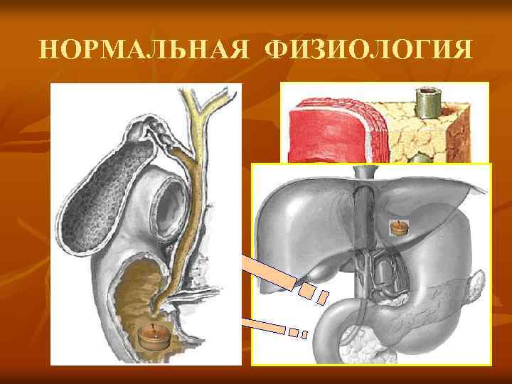 НОРМАЛЬНАЯ ФИЗИОЛОГИЯ H 2 O 