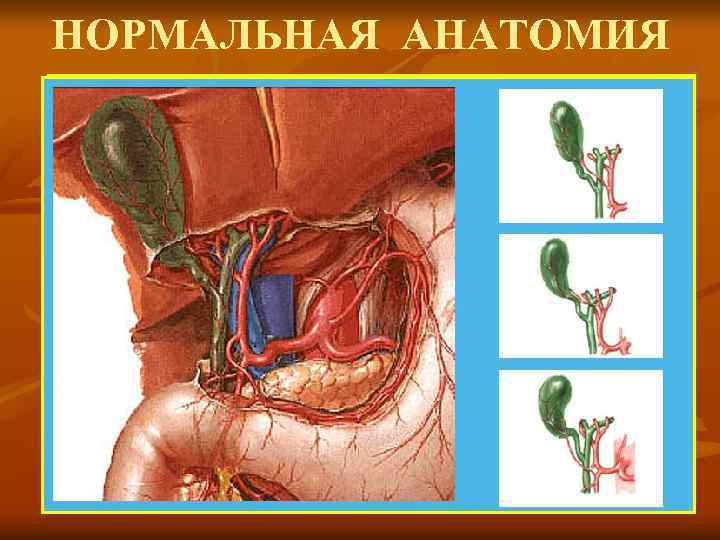 НОРМАЛЬНАЯ АНАТОМИЯ 