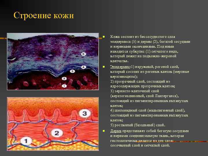 Строение кожи n n n Кожа состоит из бессосудистого слоя эпидермиса (3) и дермы