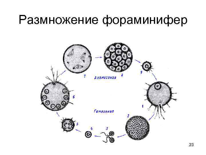 Размножение фораминифер 23 