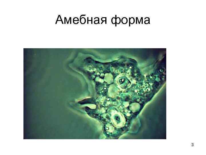 Амебная форма 3 