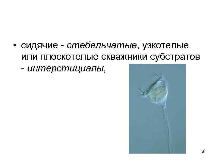  • сидячие - стебельчатые, узкотелые или плоскотелые скважники субстратов - интерстициалы, 8 