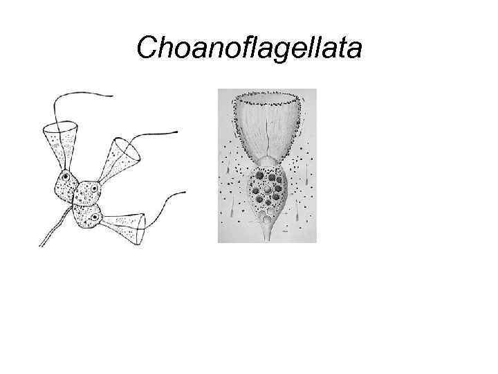 Choanoflagellata 