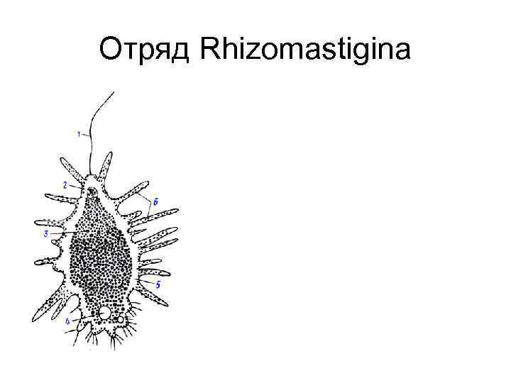 Отряд Rhizomastigina 