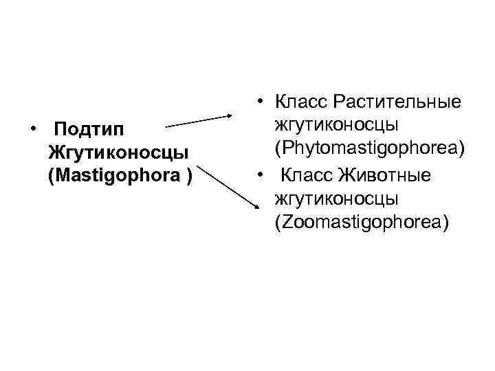  • Подтип Жгутиконосцы (Mastigophora ) • Класс Растительные жгутиконосцы (Phytomastigophorea) • Класс Животные
