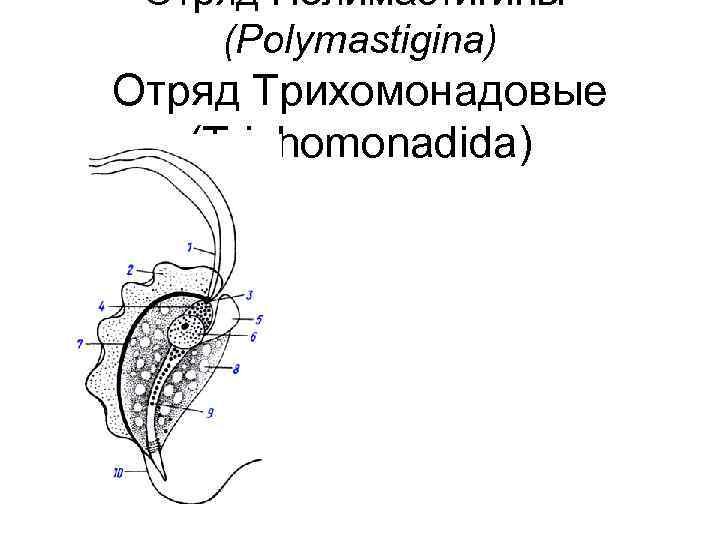Отряд Полимастигины (Polymastigina) Отряд Трихомонадовые (Trichomonadida) 