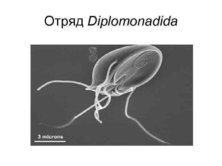 Отряд Diplomonadida 