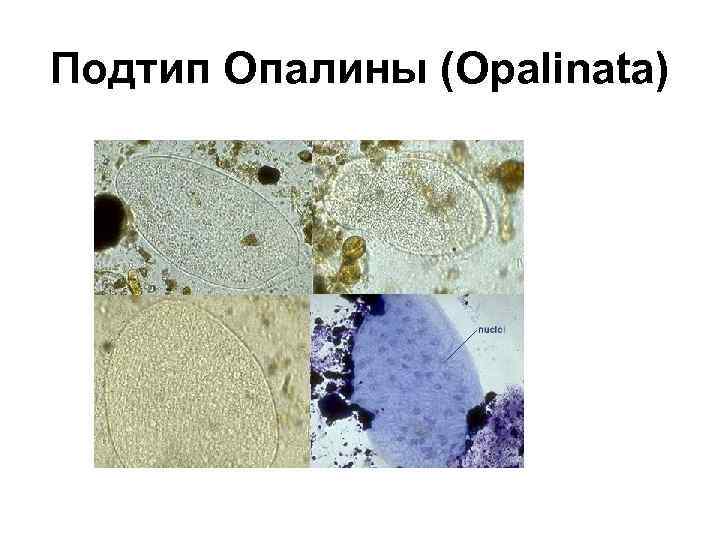 Подтип Опалины (Opalinata) 