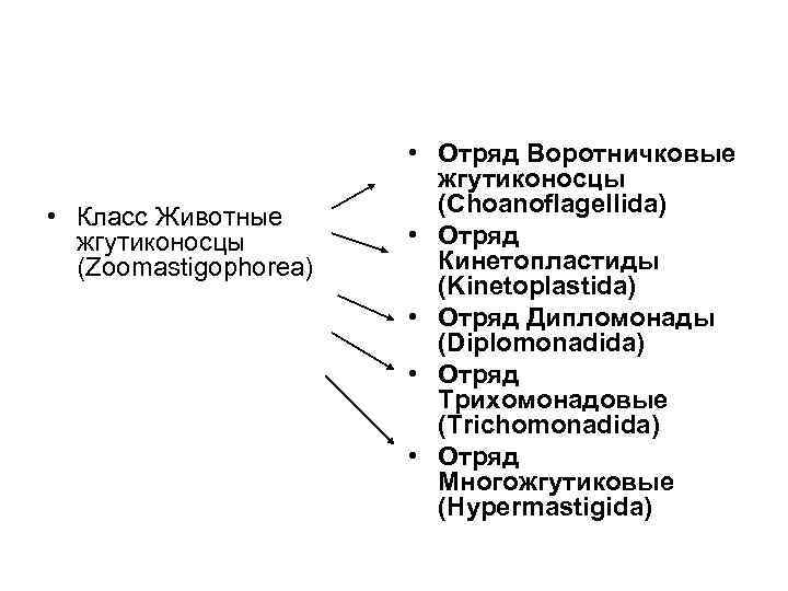  • Класс Животные жгутиконосцы (Zoomastigophorea) • Отряд Воротничковые жгутиконосцы (Choanoflagellida) • Отряд Кинетопластиды