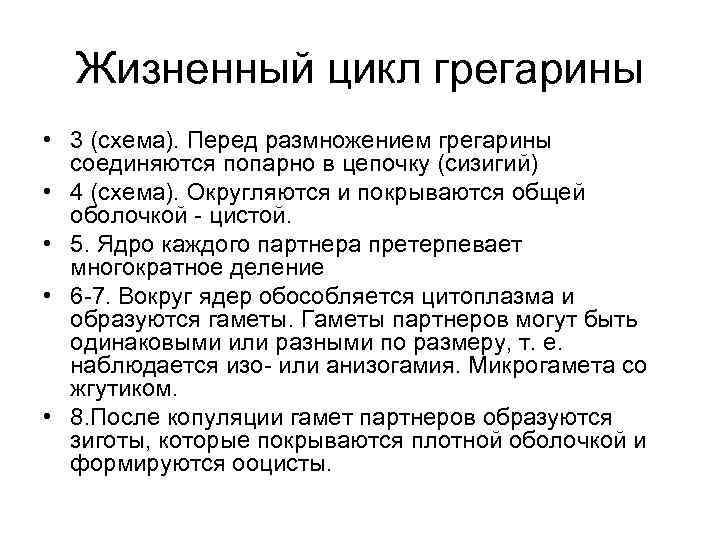 Жизненный цикл грегарины • 3 (схема). Перед размножением грегарины соединяются попарно в цепочку (сизигий)