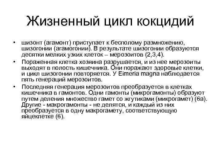 Жизненный цикл кокцидий • шизонт (агамонт) приступает к бесполому размножению, шизогонии (агамогонии). В результате