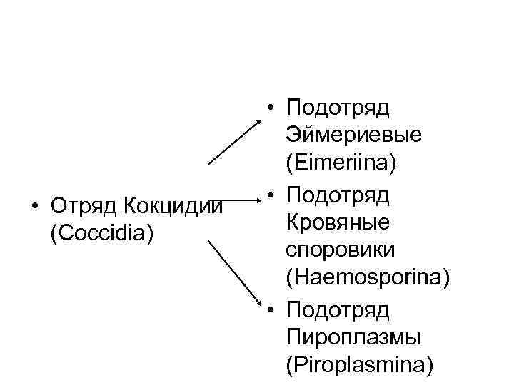  • Отряд Кокцидии (Coccidia) • Подотряд Эймериевые (Eimeriina) • Подотряд Кровяные споровики (Haemosporina)