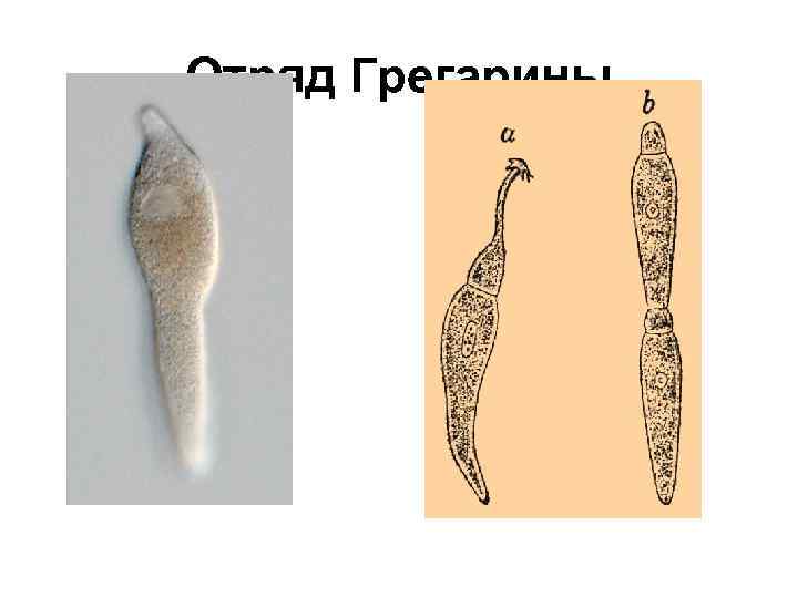 Отряд Грегарины 