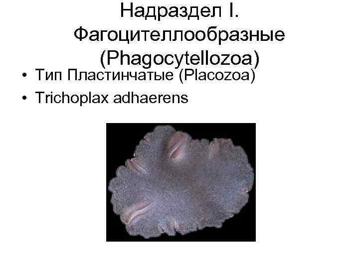 Надраздел I. Фагоцителлообразные (Phagocytellozoa) • Тип Пластинчатые (Placozoa) • Trichoplax adhaerens 