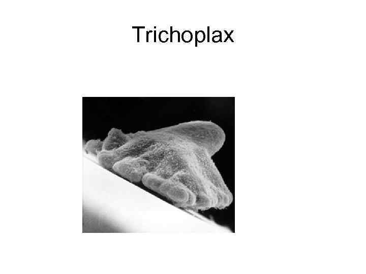 Trichoplax 
