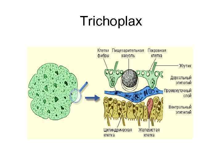 Trichoplax 