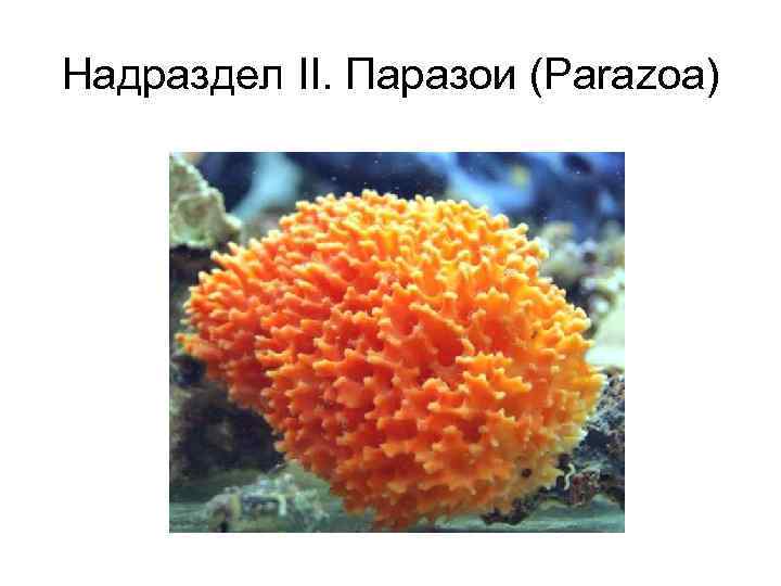 Надраздел II. Паразои (Parazoa) 