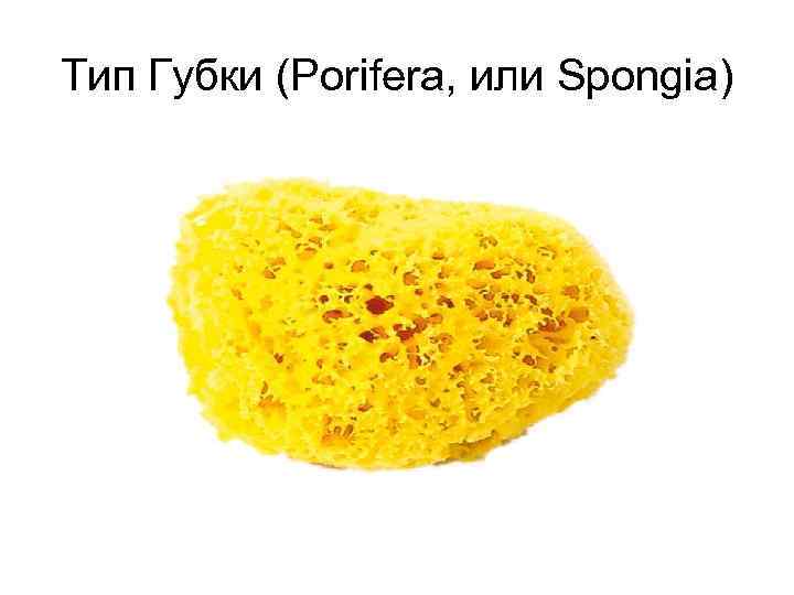Тип Губки (Porifera, или Spongia) 