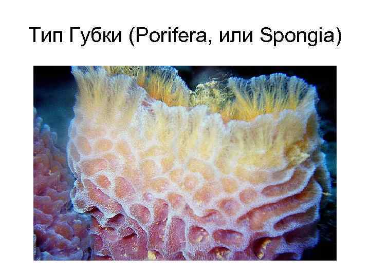 Тип Губки (Porifera, или Spongia) 