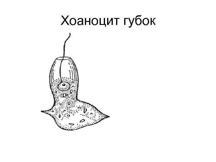 Хоаноцит губок 