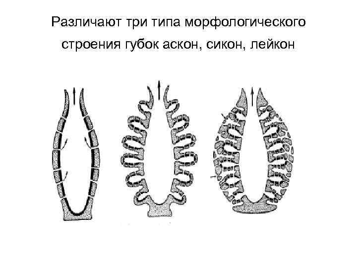 Различают три типа морфологического строения губок аскон, сикон, лейкон 
