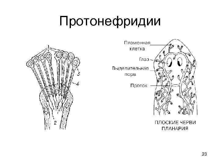 Протонефридии 23 