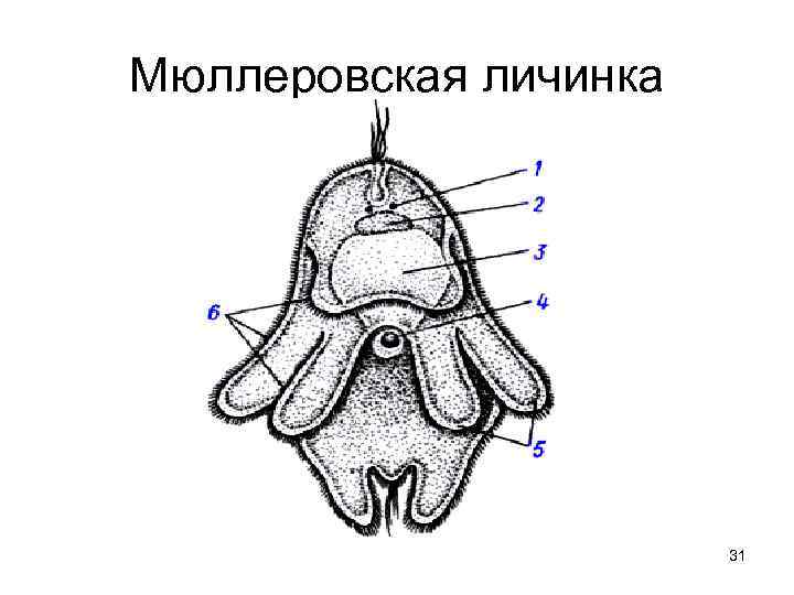 Мюллеровская личинка 31 