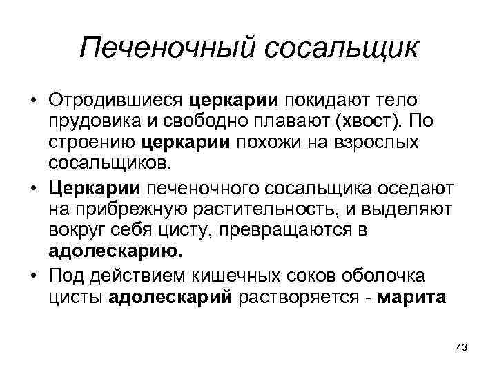 Печеночный сосальщик • Отродившиеся церкарии покидают тело прудовика и свободно плавают (хвост). По строению