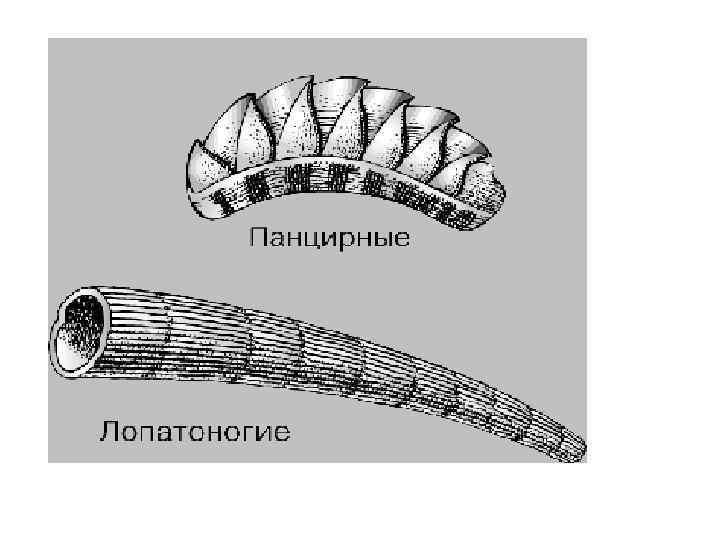 Polyplacophora схема внутренней организации