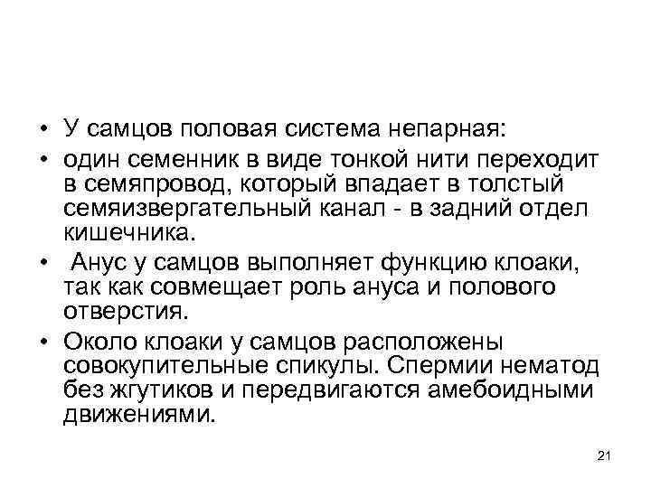  • У самцов половая система непарная: • один семенник в виде тонкой нити