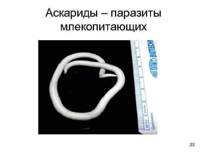 Аскариды – паразиты млекопитающих 23 