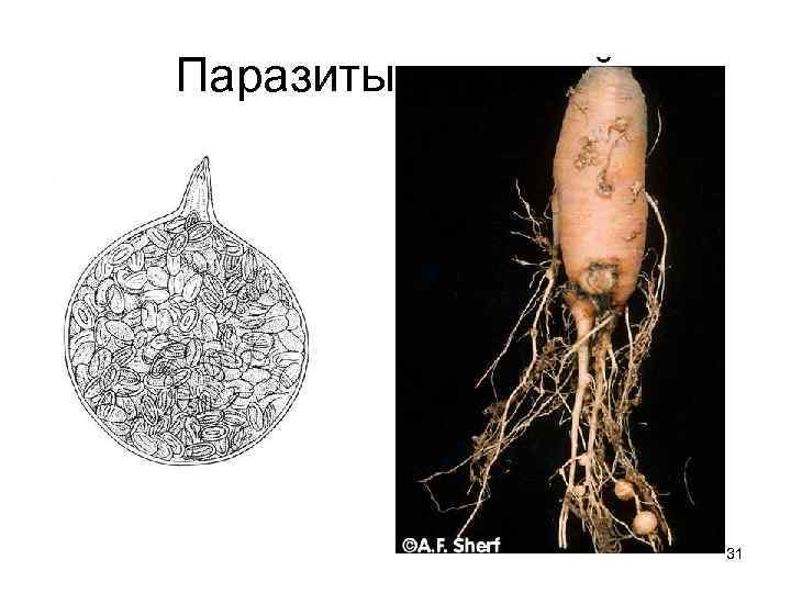 Паразиты растений 31 