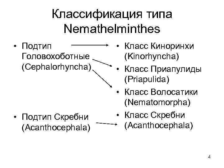 Классификация типа Nemathelminthes • Подтип Головохоботные (Cephalorhyncha) • Подтип Скребни (Acanthocephala) • Класс Киноринхи