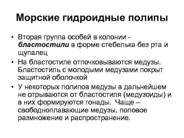 Морские гидроидные полипы • Вторая группа особей в колонии бластостили в форме стебелька без