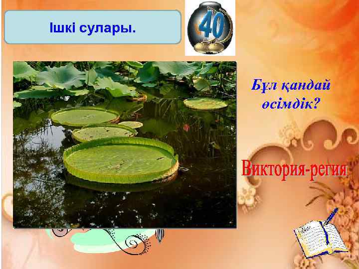 Ішкі сулары. Бұл қандай өсімдік? 