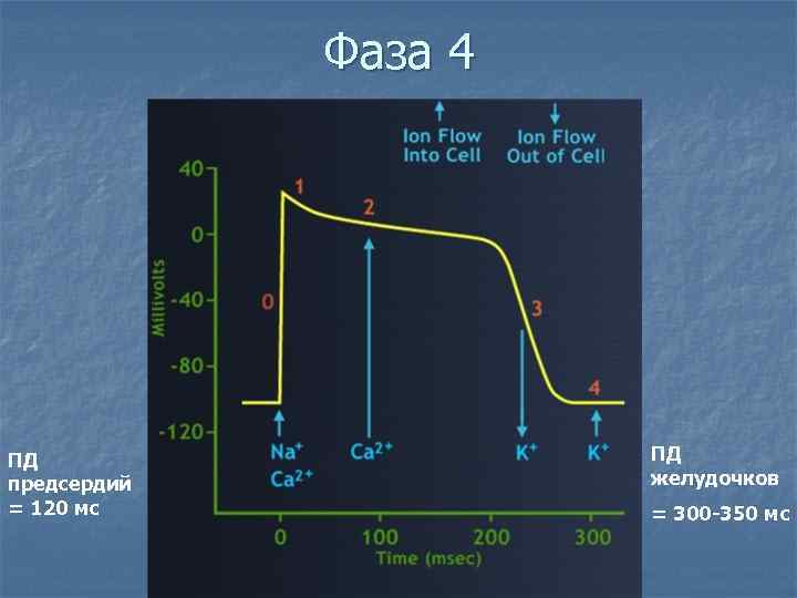 Фаза 4 ПД предсердий = 120 мс ПД желудочков = 300 -350 мс 